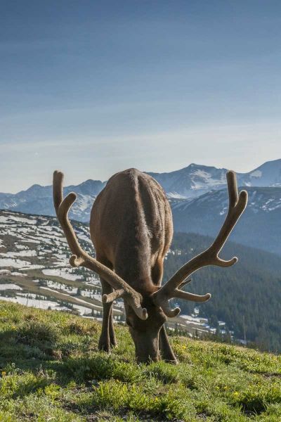 Colorado, Rocky Mountain NP Bull elk grazing